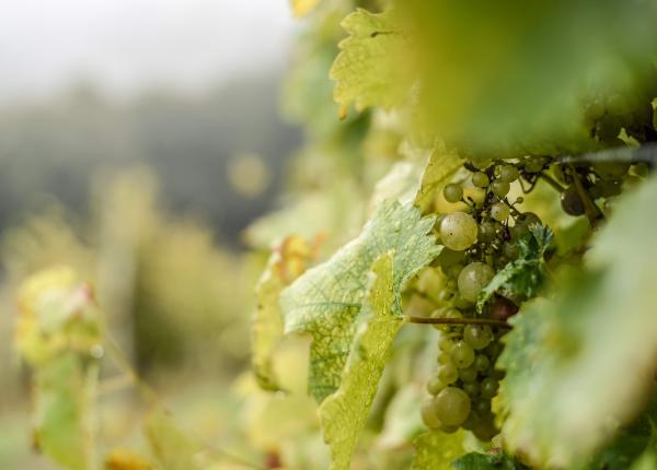 planta cu multiple beneficii pentru sanatate