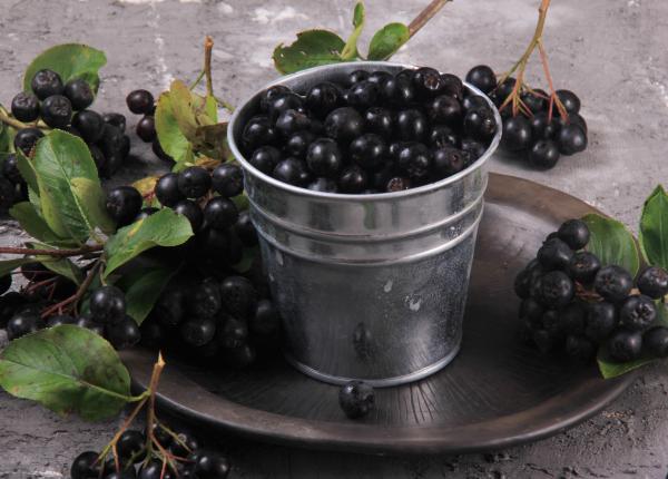 fructele de aronia sursa excelenta de antioxidanti
