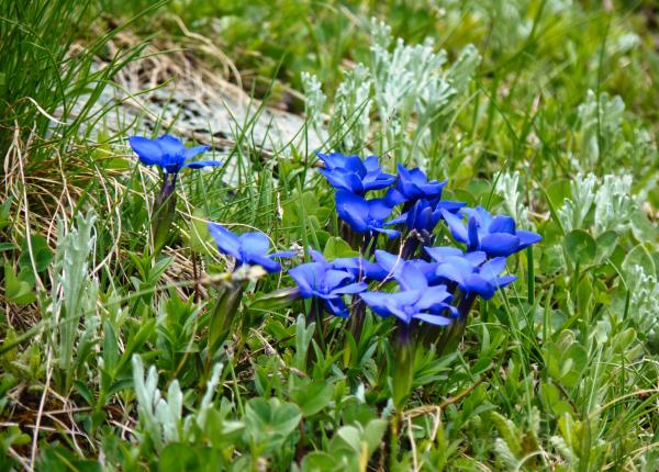 gentiana planta cu efect anti stres