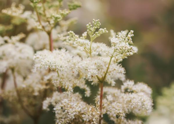 planta cu beneficii impotriva racelilor si inflamatiilor pielii