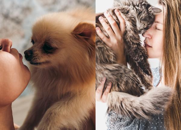 ce se intampla daca inghiti par de animale caine sau o pisica hidatita bezoar