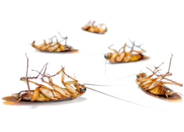 scapa de gandacii care ies din canalizare