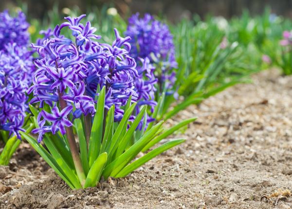 zambilele beneficii uimitoare actioneaza precum un calmant cum pot fi folosite