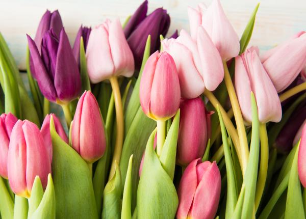 lalelele beneficiile miraculoase pe care ar trebui sa le stii