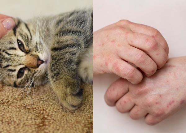 sporotricoza boala grava raspandita de pisici