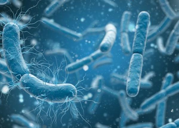 infectia cu campylobacter cauze simptome si complicatii