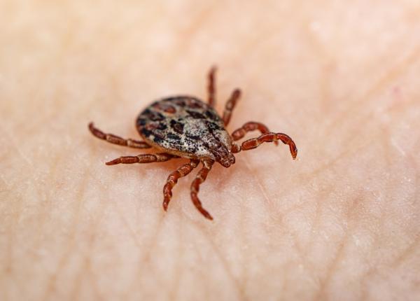 ce analize trebuie sa faci daca te a muscat capusa