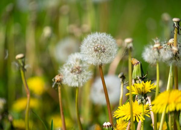 radacina de papadie continut ridicat de nutrienti