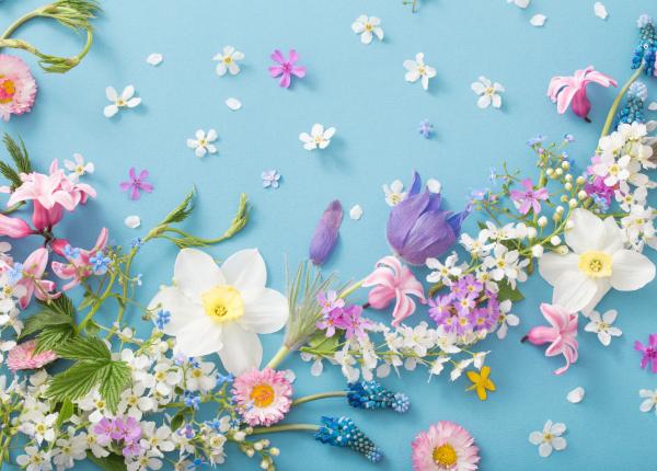 floarea toxica ce lupta impotriva cancerului