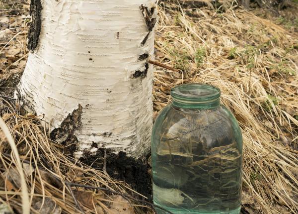 seva de mesteacan bautura naturala extrasa din copaci