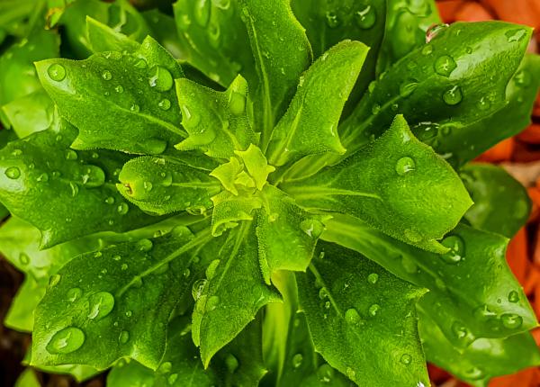 cel mai puternic calmant natural creste in gradina ta