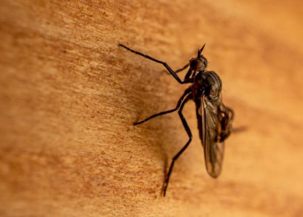 tine insectele departe de casa cu un produs ieftin din bucatarie