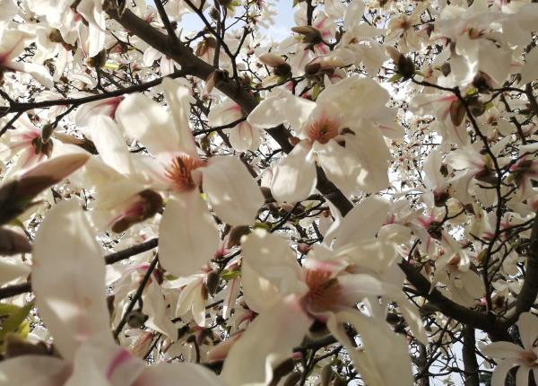 magnolia beneficii surprinzatoare eficienta in anxietate si alzheimer