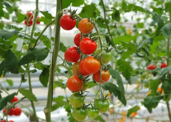 uda rosiile cu acest amestec plantele vor deveni puternice