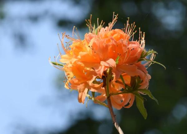cinci plante aduc fericirea in casa cultiva le si tu