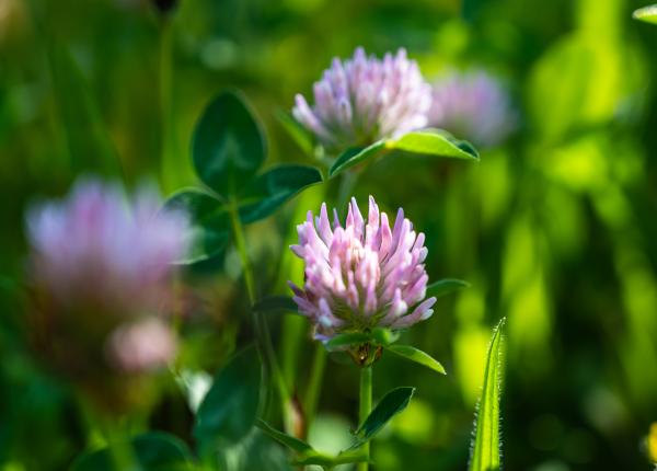 trifoiul rosu planta cu efect asupra dezechilibrelor hormonale