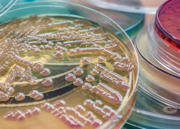 meningococ cauze simptome plesca bacterie severa meningococ cauze simptome plesca bacterie severa