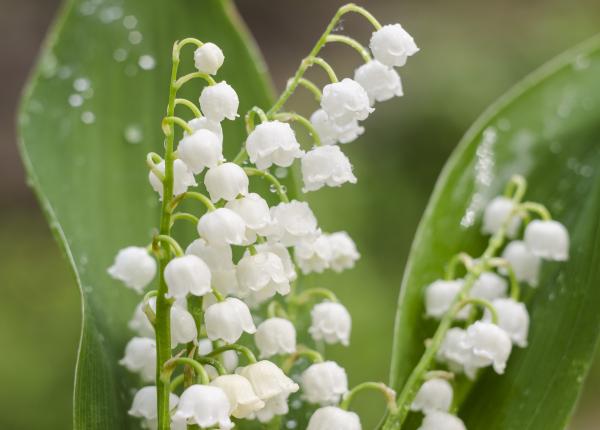 lacramioarele florile cu multiple beneficii