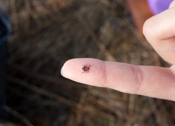 recuperare rapida dupa boala lyme la copii