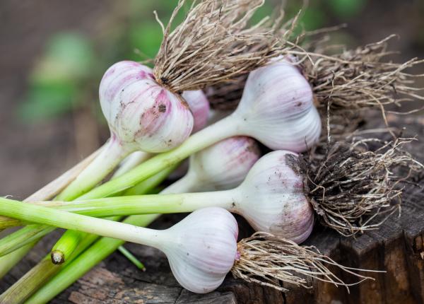 usturoiul verde ce beneficii iti aduce