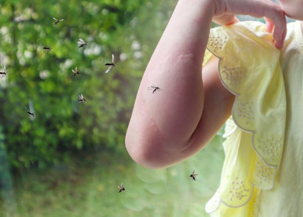 febra dengue epidemica in argentina prezenta si in europa