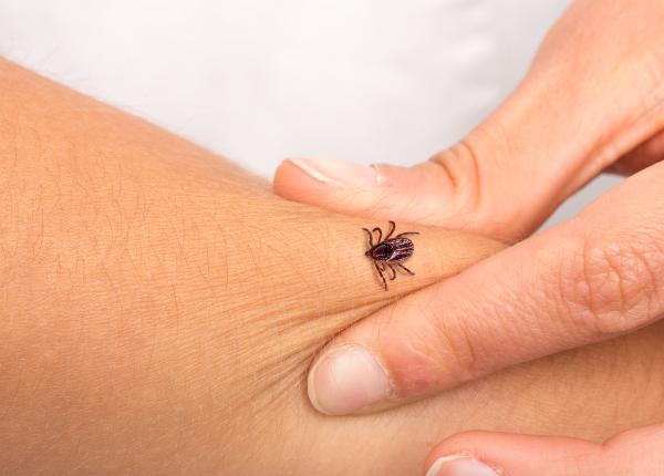 a inceput sezonul capuselor cum sa va protejati de acestea