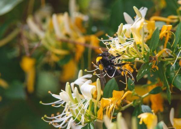 caprifoiul planta cu proprietati antibacteriene si antiiflamatorii