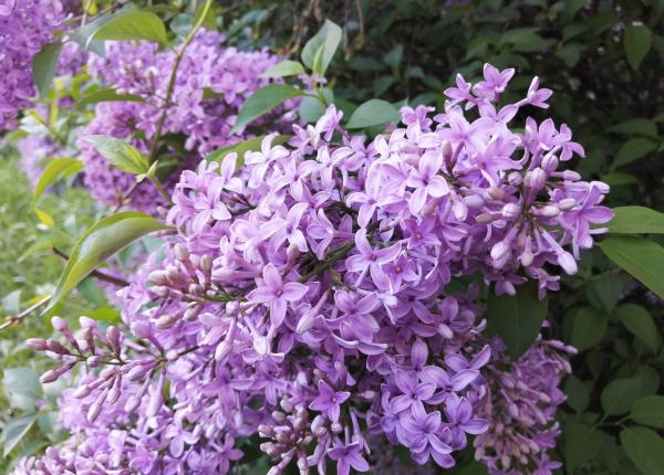 liliacul planta cu beneficii surprinzatoare