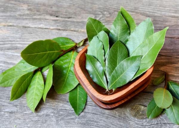 frunzele de dafin atrag norocul si prosperitatea