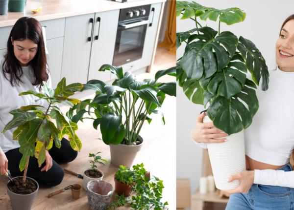 9 plante toxice dificultati de respiratie diaree