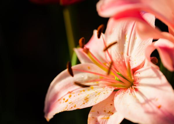 ce poti sa patesti daca ai crini in dormitor ce poti sa patesti daca ai crini in dormitor