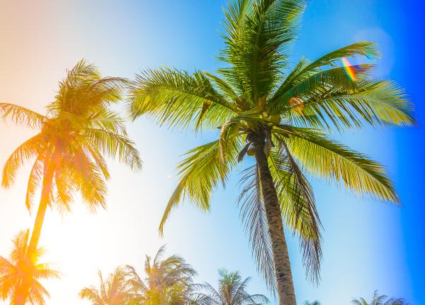 palmierii efecte sanatate mediu negoita autostrada soarelui