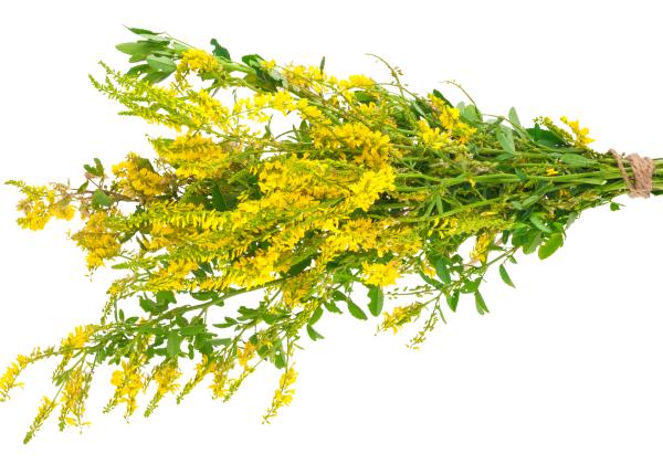 trifoiul dulce proprietati medicinale si beneficii pentru sanatate