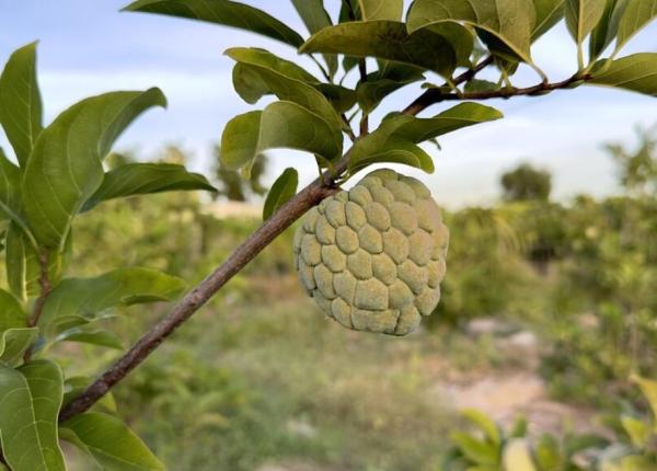 cherimoya fructul care elimina toxinele si imbunatateste starea de spirit