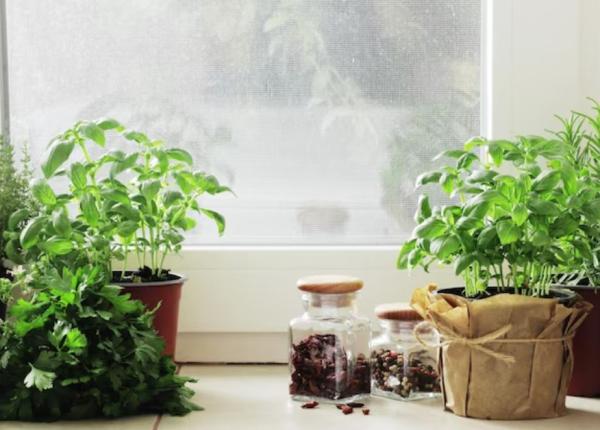 gradina de pe pervaz cum sa cultivati verdeata