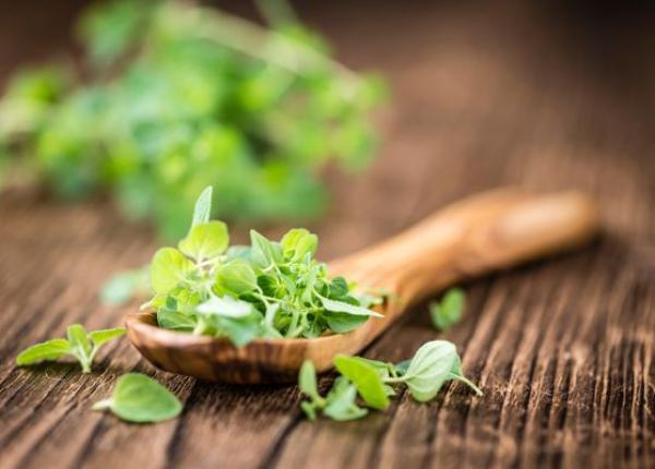 planta cu proprietati antioxidante si antiinflamatoare planta cu proprietati antioxidante si antiinflamatoare