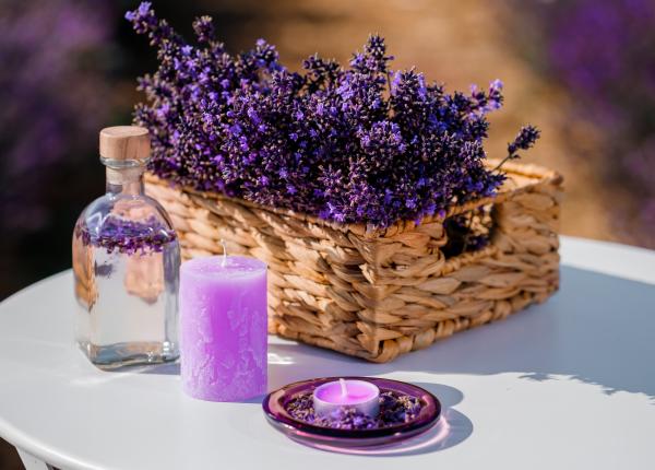 lavanda beneficii si riscuri otravitoare ulei esential lavanda