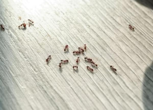 scapa usor de insectele din casa iata cateva sfaturi eficiente