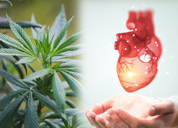 marijuana mai rea decat tutunul pentru inima boala arteriala periferica simptome si riscuri pentru tineri