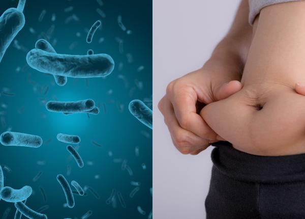 toxina intestinala asociata cu obezitatea