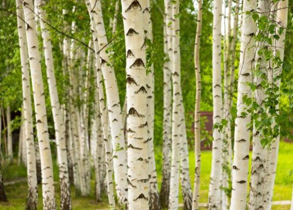 seva de mesteacan vindeca stomacul si amelioreaza tusea