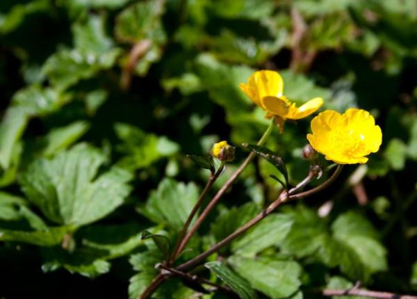 dentita planta care vindeca acneea amelioreaza inflamatia si trateaza tenul dentita planta care vindeca acneea amelioreaza inflamatia si trateaza tenul