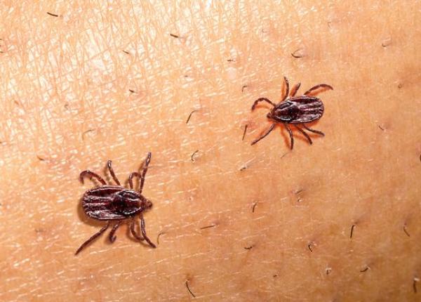 muscatura de capuse si miturile urbane mihai craiu