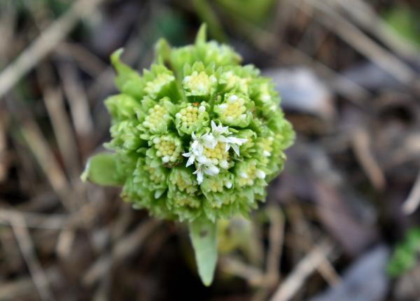 captalanul planta utilizata de 2000 de ani in medicina