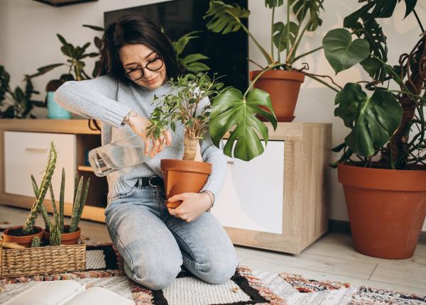 plantele de interior care te feresc de cancer