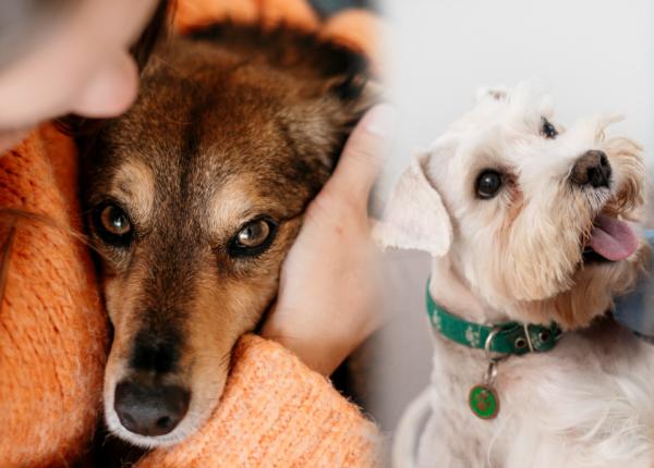 cainele animal detecta cancer ce inseamna cand te miroase