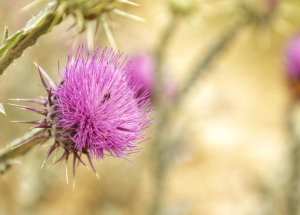 radacina de brusture beneficii pentru par