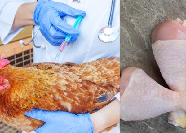 carnea de pasare pompata cu medicamente fluorochinolonele carnea polonia