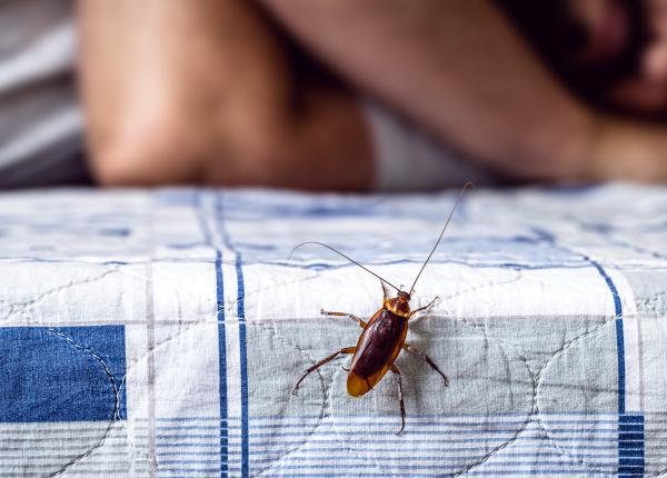 insectele care invadeaza casele