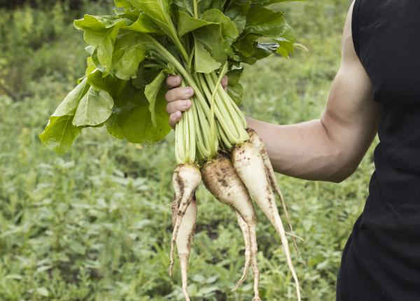 frunzele de pastarnac rol analgezic ideale pentru sistemul nervos